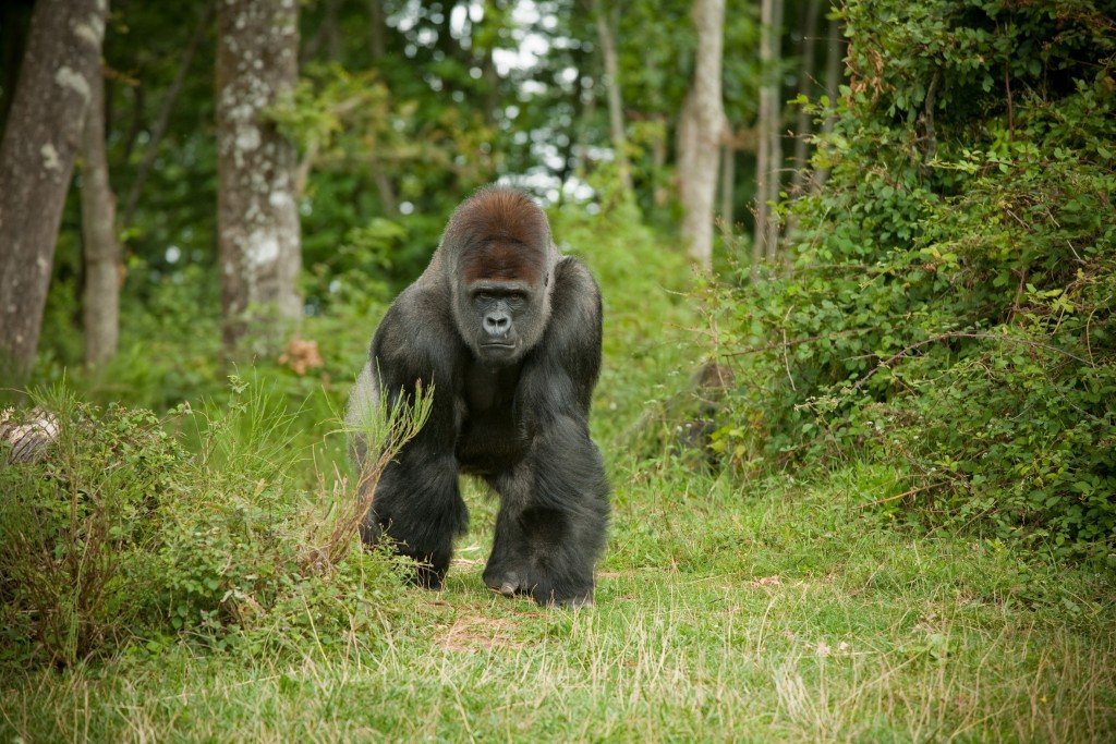 Gorille - Rwanda