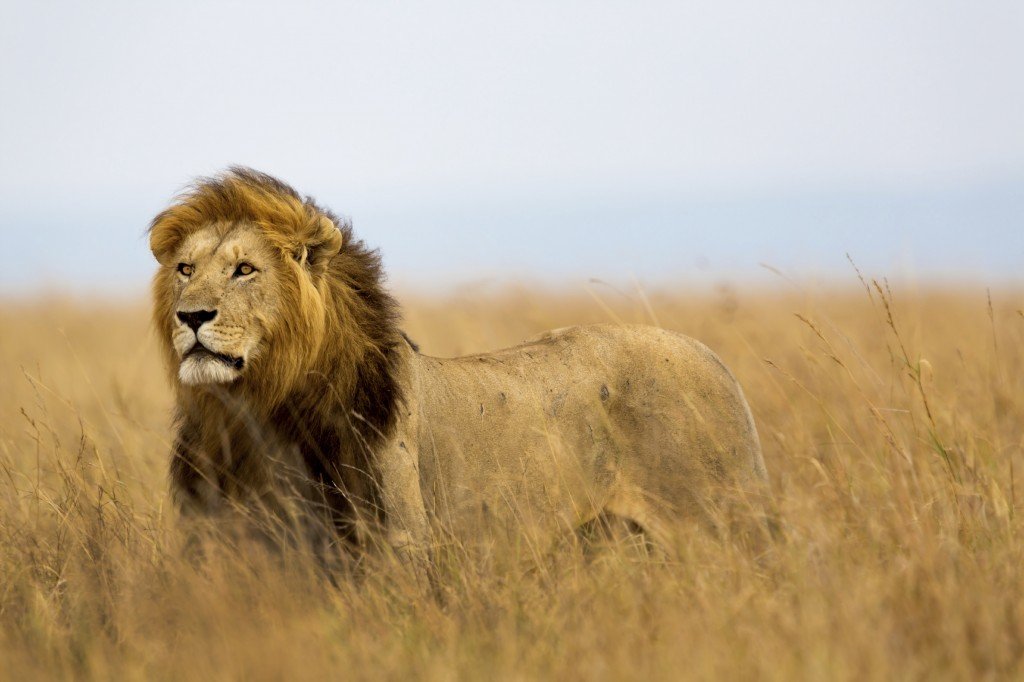 Lion - Kenya