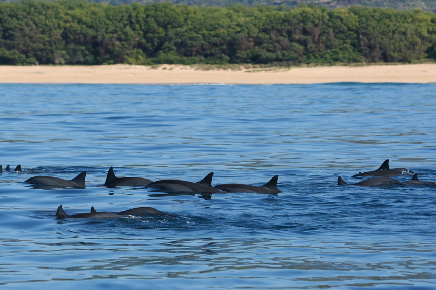 planete sauvage rencontre avec dauphins