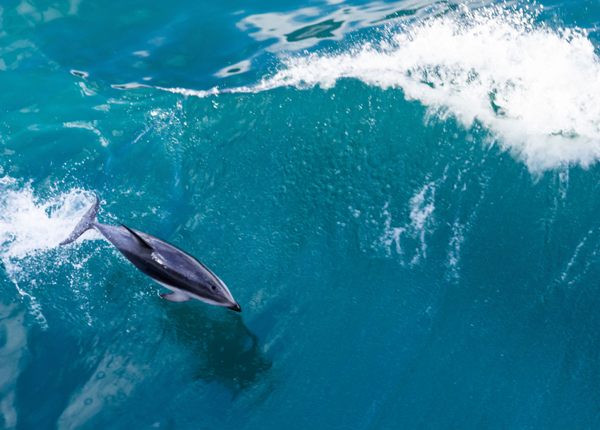 Saut d'un dauphin dans une vague en Nouvelle Zélande