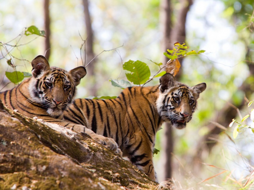 Tigres du Bengale