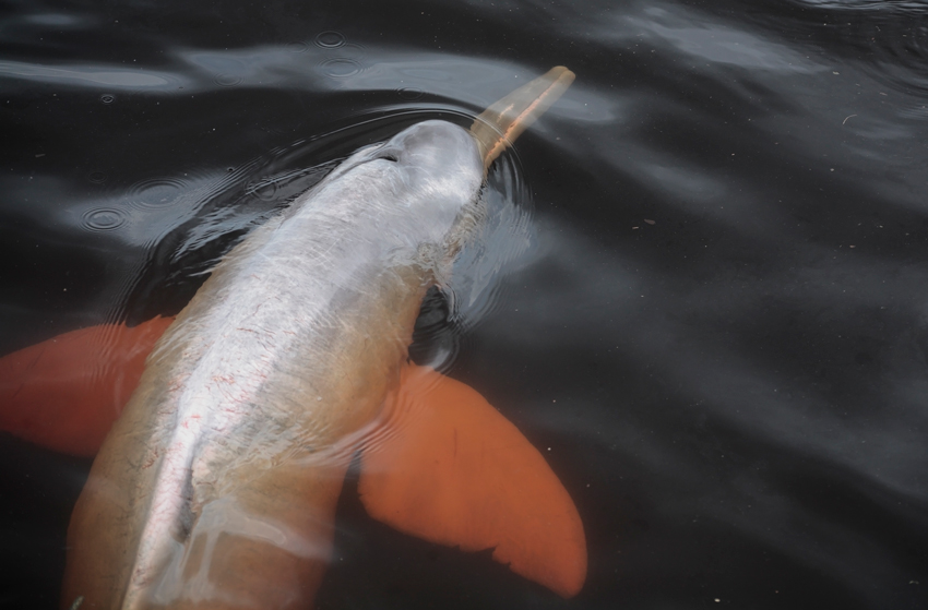 Voir des dauphins d'Amazonie au Brésil