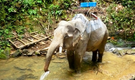 Khao-Sok-le-Paradis-est-en-Thailande