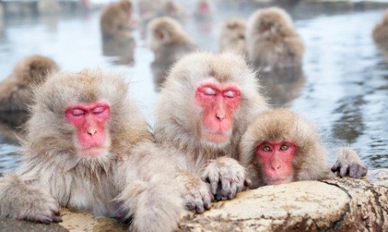 Onsen-une-tradition-japonaise-Planetveo
