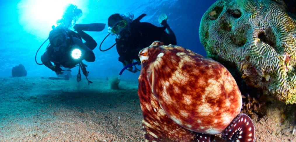 Aqaba-royaume-des-recifs-coralliens-MarcoetVasco