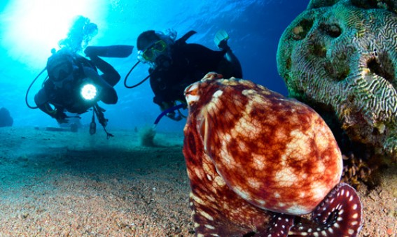 Aqaba-royaume-des-recifs-coralliens-MarcoetVasco