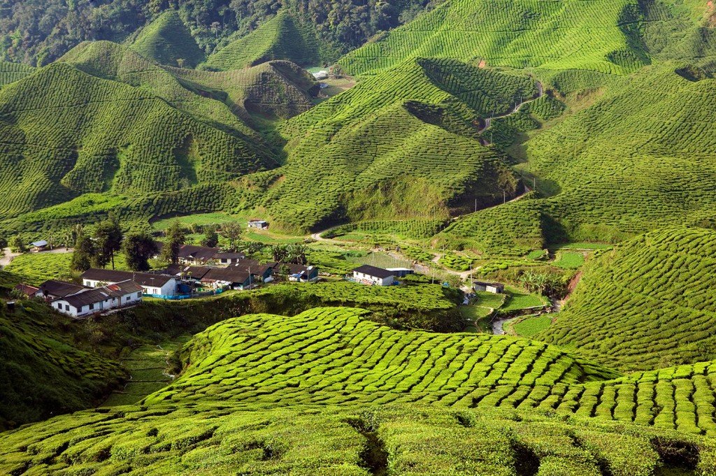 Plantation de thé sur Cameron Highlands en Malaisie