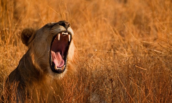 Tanzanie