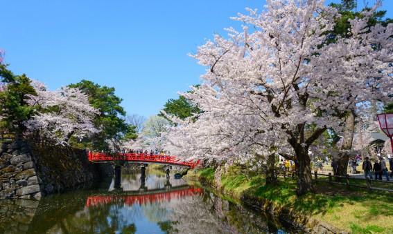 cerisiers au Japon