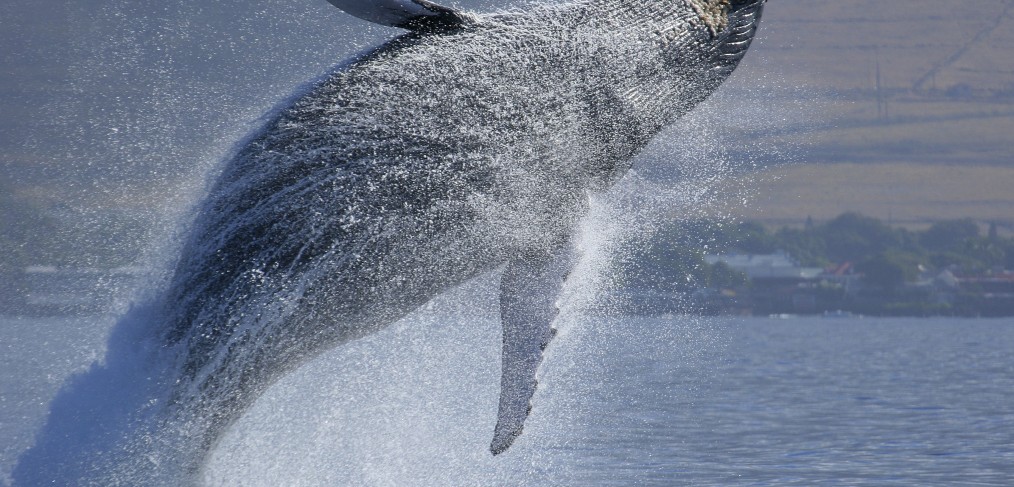Une baleine en Afrique du Sud