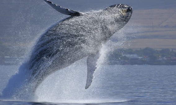 Une baleine en Afrique du Sud