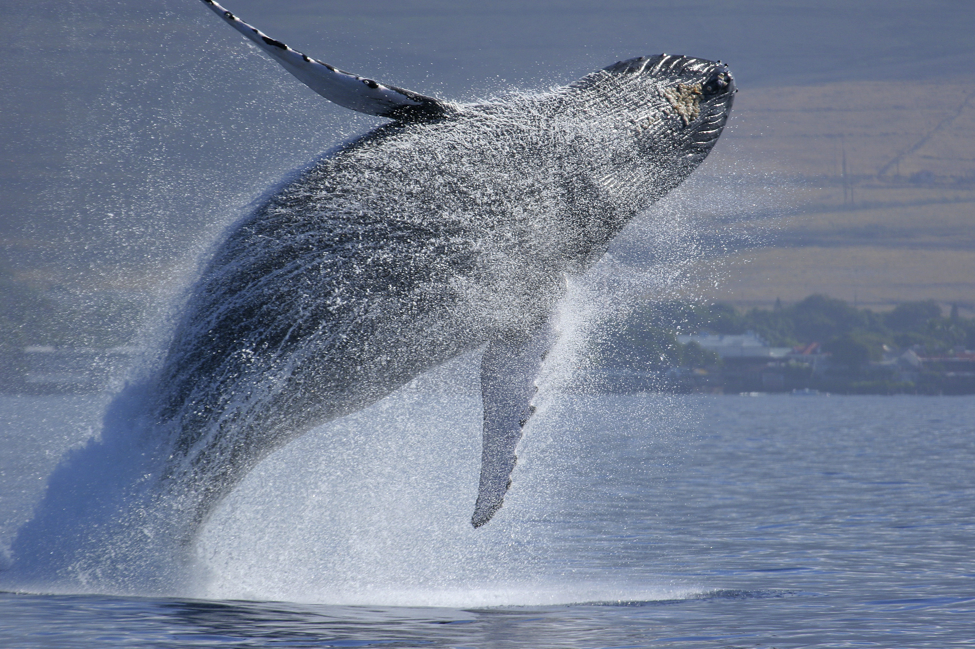 Une baleine en Afrique du Sud