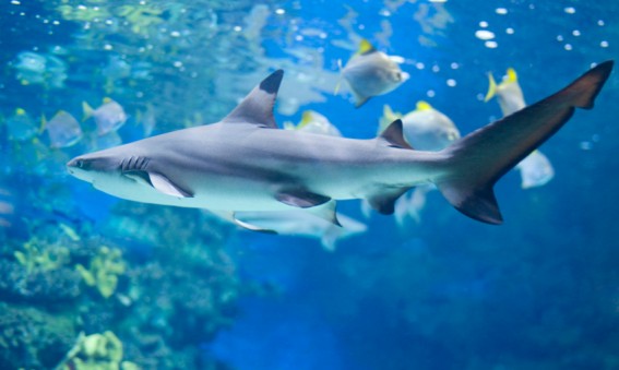 Nager près des requins à Las Vegas