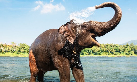 Elephant Mondulkiri