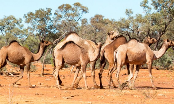 Chameaux Australie