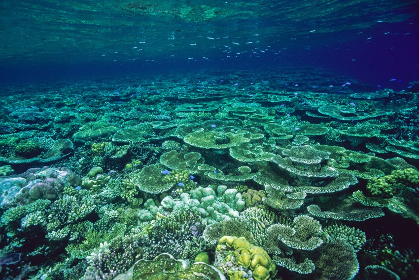 La grande barrière de corail en Australie