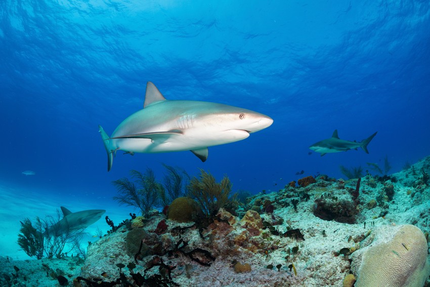 un requin aux Bahamas