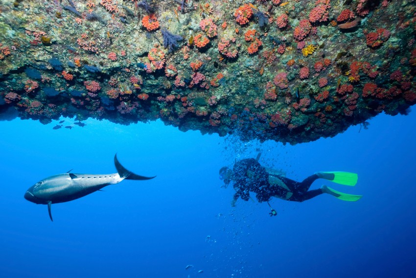 un plongeur aux Maldives, un des meilleurs spots de plongée