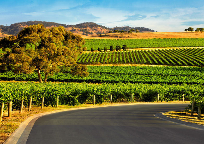 Région viticole de la Barossa Valley et de la Clare Valley en Australie