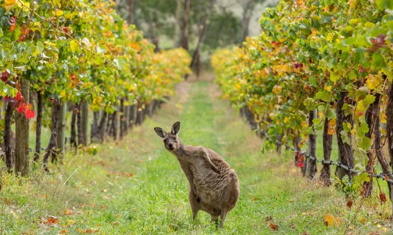 Un kangourou dans un vignoble du Sud de l'Australie
