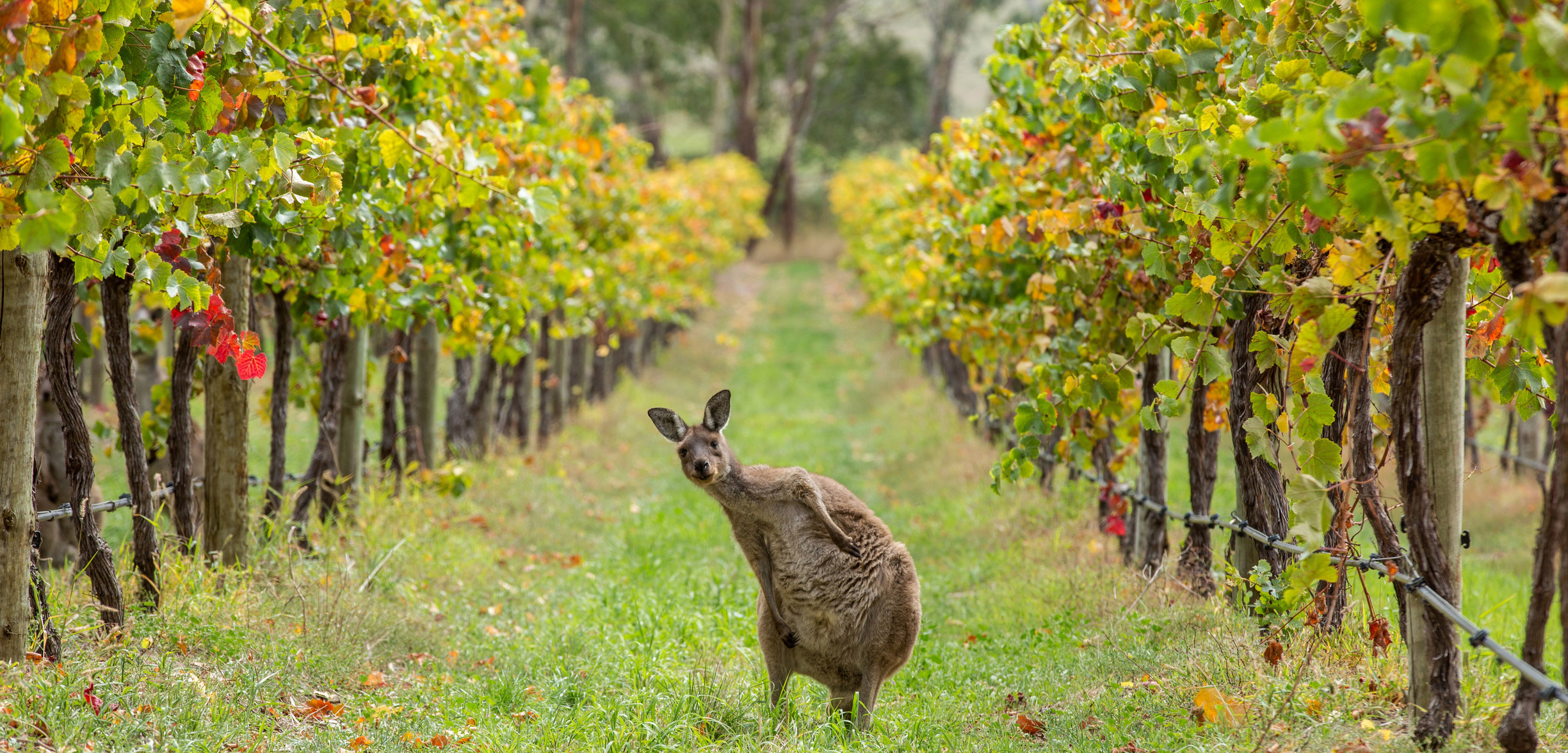 Un kangourou dans un vignoble du Sud de l'Australie