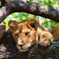 Tanzanie safari lion