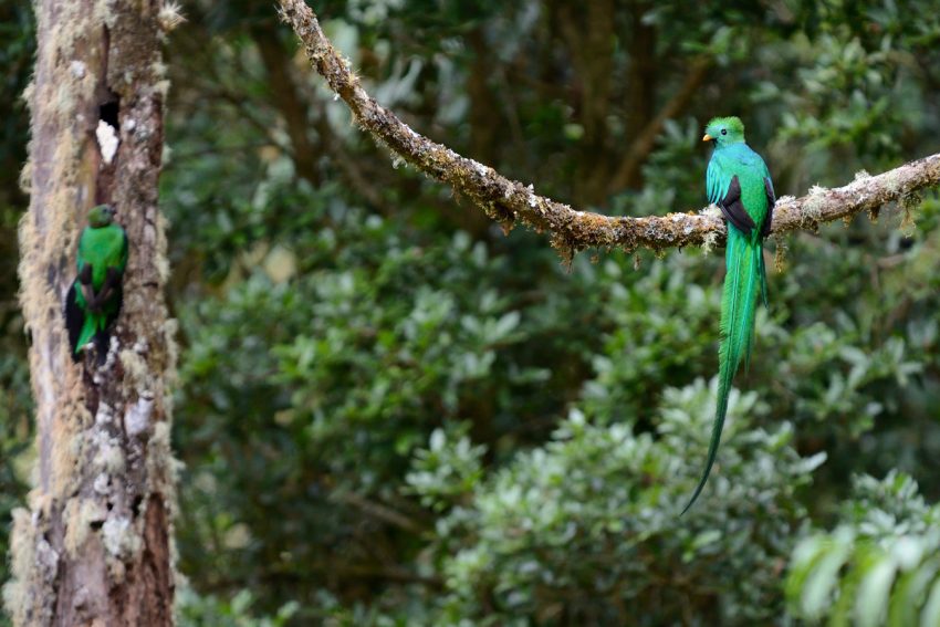 Le Quetzal d'Amérique centrale