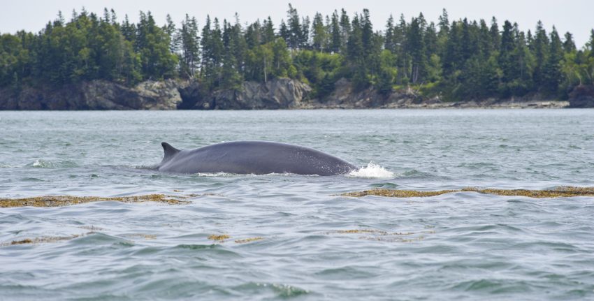 baleine du Nouveau Brunswick