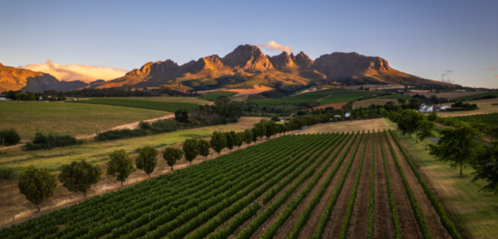 Vignoble au pied d'une montagne en Afrique du sud
