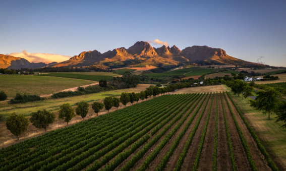 Vignoble au pied d'une montagne en Afrique du sud