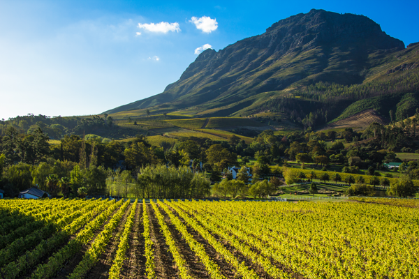 Vignoble sous une montagne