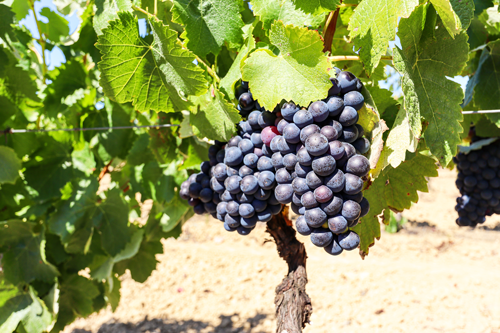 Vignoble avec des raisins de vin rouge