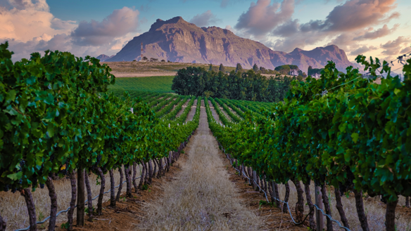 Paysage de vignobles au coucher du soleil avec des montagnes à Stellenbosch