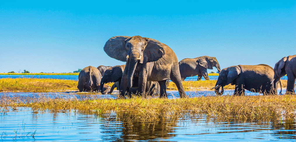 safari botswana