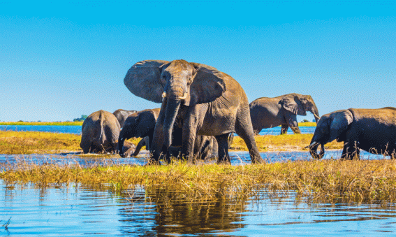 safari botswana