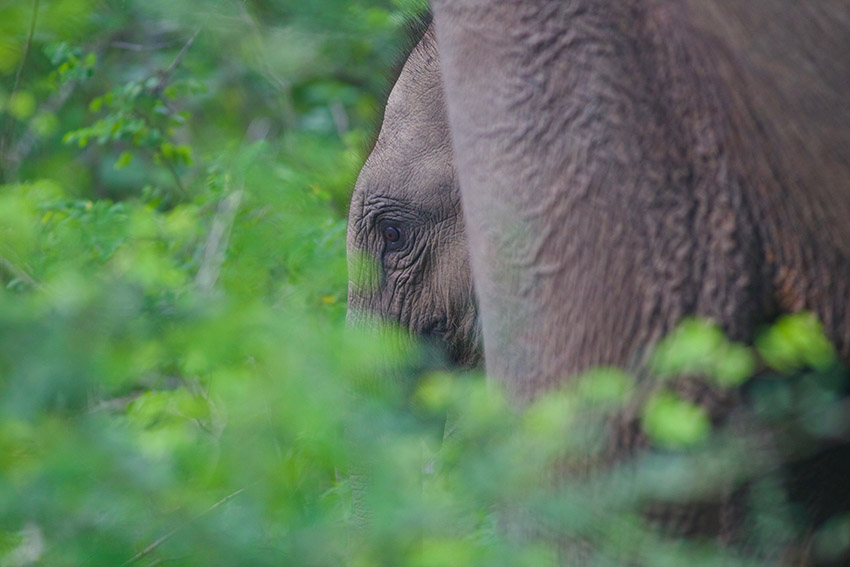 éléphant dans le parc national de Yala, Sri Lanka