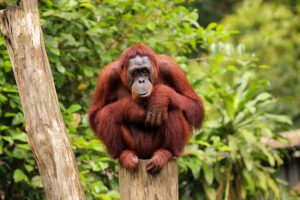 orang-outan à Bornéo