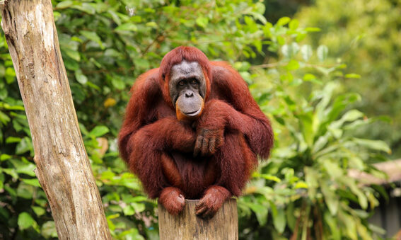 orang-outan à Bornéo