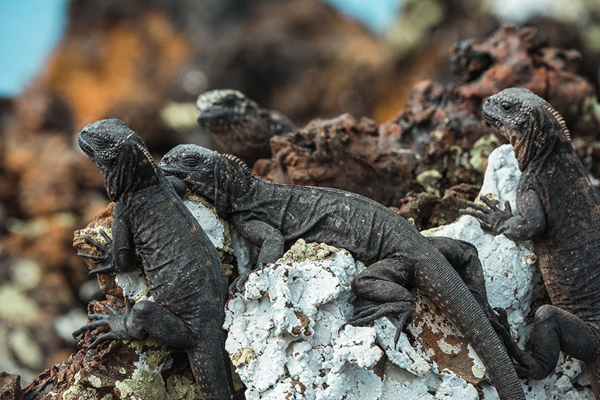 animaux dans les îles Galapagos