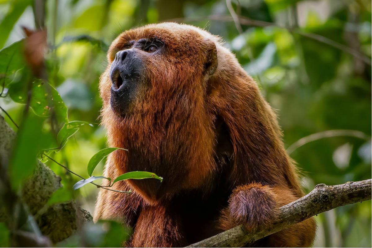 Le singe hurleur annonce son arrivée avec un cri terrifiant.