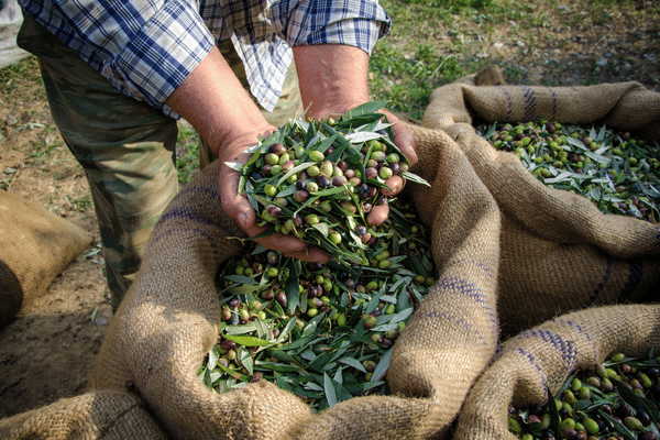 Agriculteur récoltant des olives en Grèce
