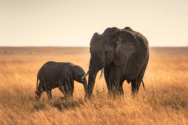 Éléphants debout sur l’herbe séchée à Serengeti, Tanzanie