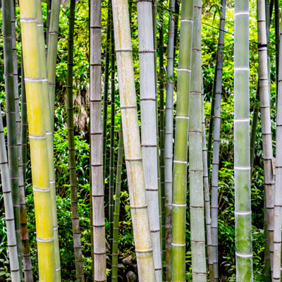 bamboo kamakura