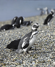 Penguin d'Ushuaïa