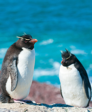 Les Pinguins de Patagonie
