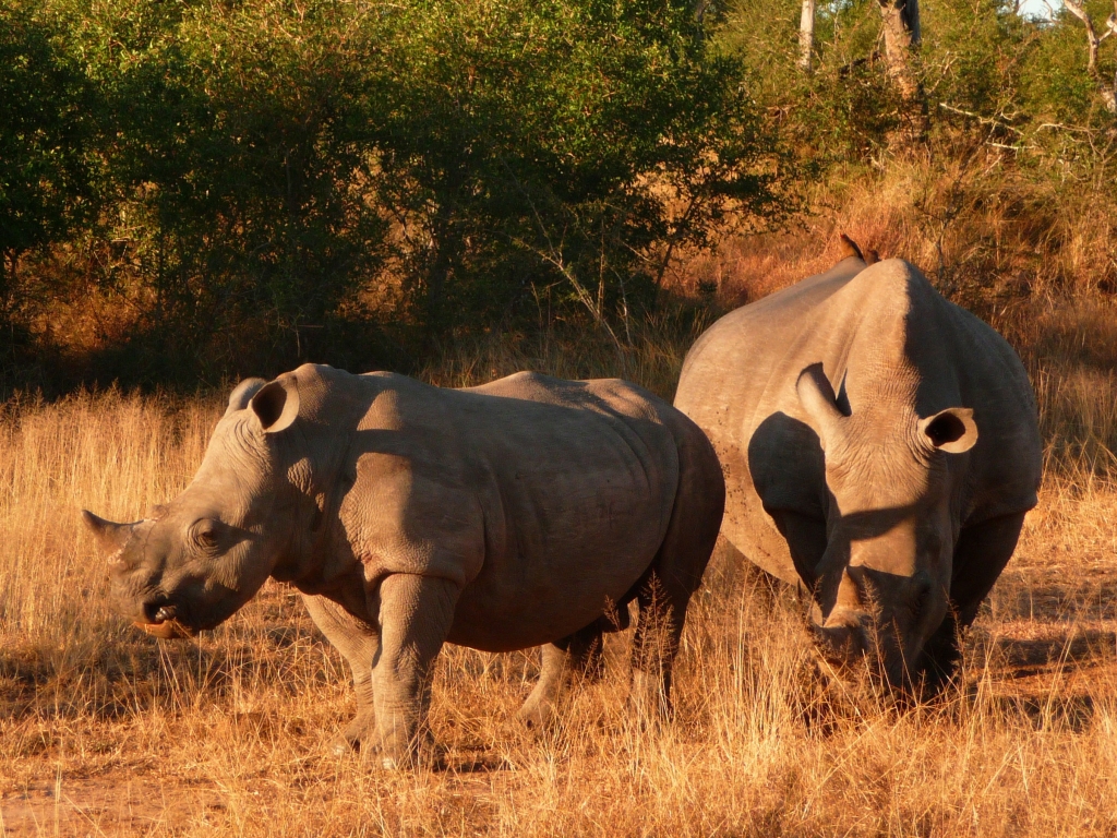 Safari au paradis des rhinocéros