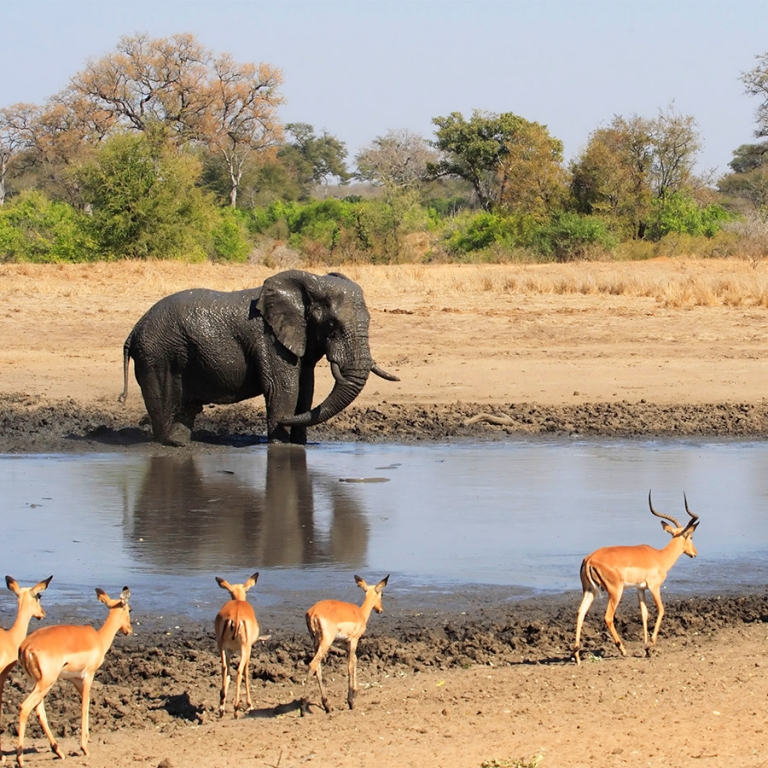 Sur les pas des animaux dans le fameux Parc Kruger