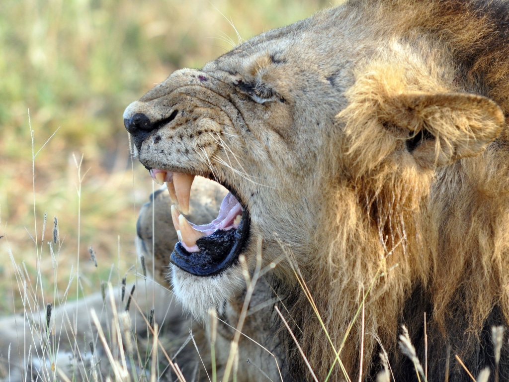 Le parc Kruger: plus grande réserve animalière du pays