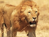 Safari et plage : du Masai Mara à l’Océan Indien