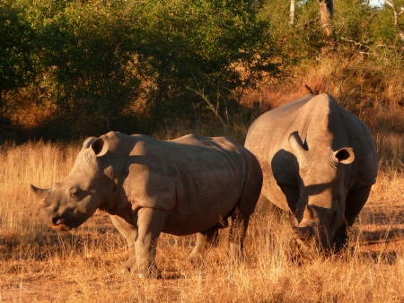 Safari au paradis des rhinocéros